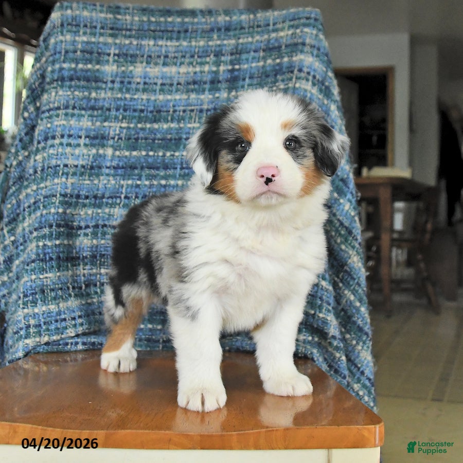 Mixed Breed dogs Blossom - Ad 1