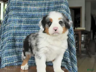 Mixed Breed dogs for sale: Blossom - Ad 4