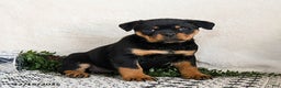 Rottweiler dogs for sale: Ginny - Ad 3