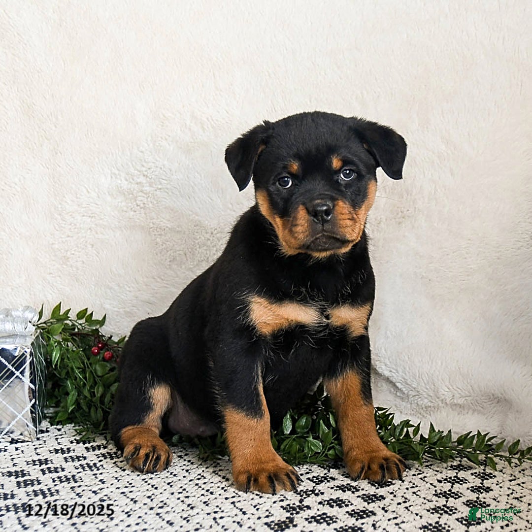 Rottweiler dogs for sale: Ginny - Ad 3