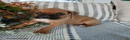Boxer dogs for sale: Tanker - Ad 3