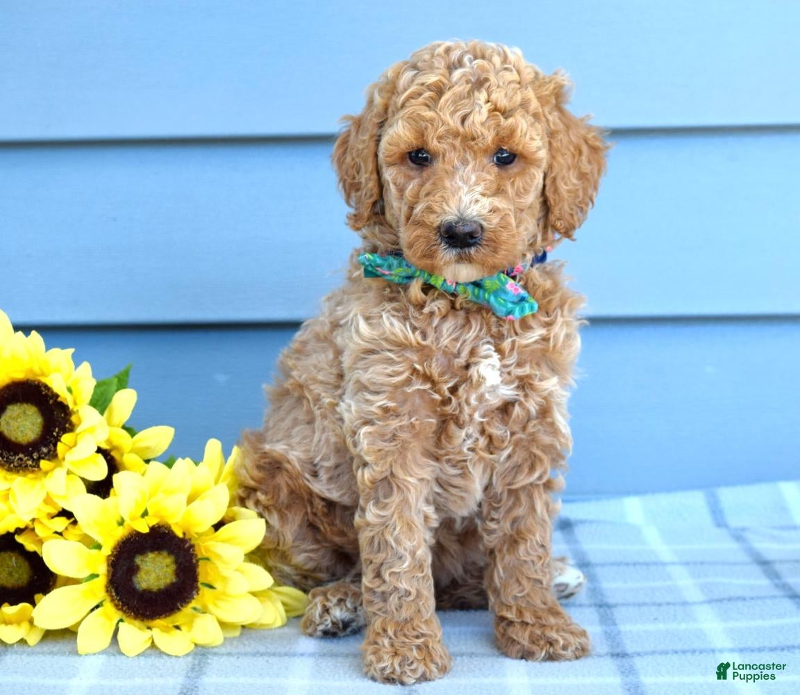 Goldendoodle dogs Harper  - Ad 2