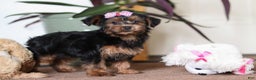 Yorkiepoo dogs for sale: Jullie - Ad 8