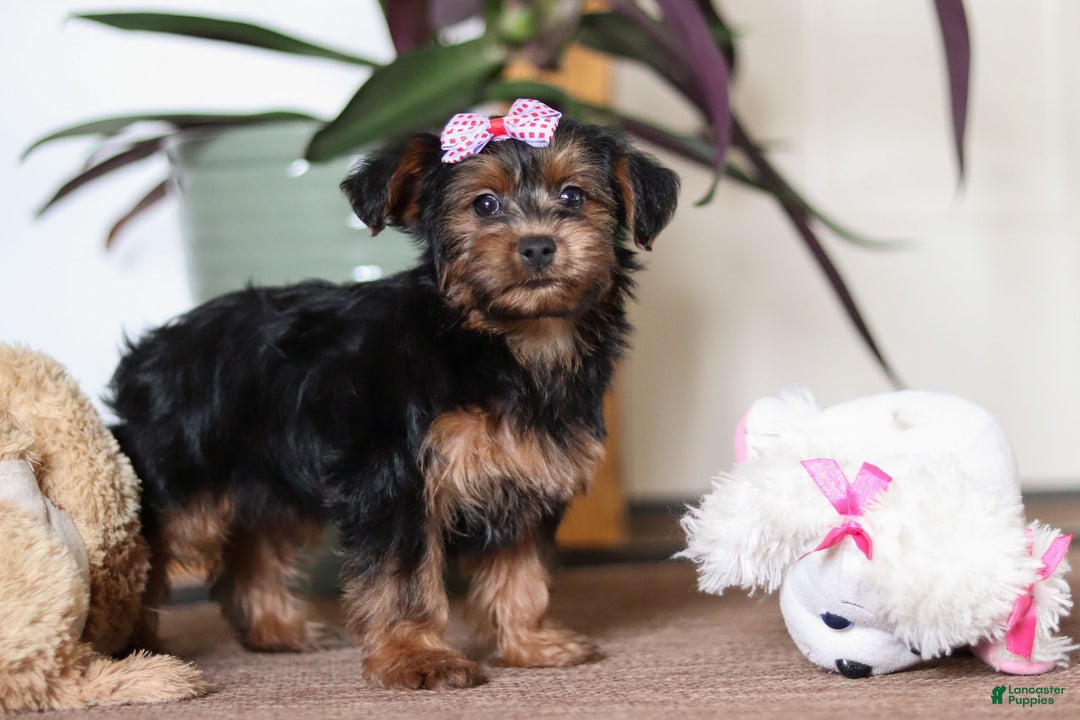 Yorkiepoo dogs for sale: Jullie - Ad 8