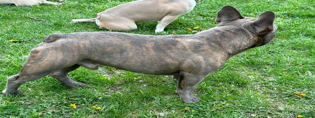 Hank