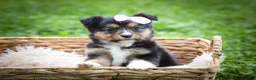 Mixed Breed dogs for sale: Goldie Mae🎀 - Ad 6