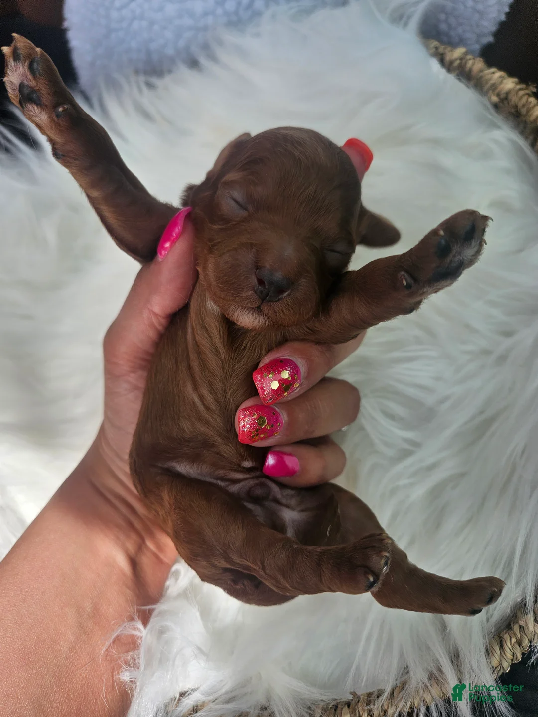 Cavapoo dogs for sale: Silas - Ad 2