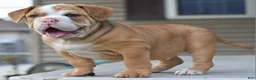 Mixed Breed dogs for sale: Hercules Bulldog hybrid  - Ad 55