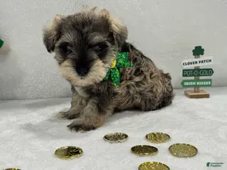 Miniature Schnauzer dogs Gypsy Male 3 - Ad 10