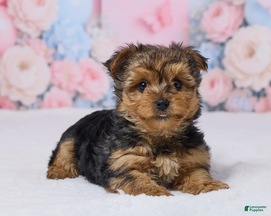 Yochon dogs for sale: Teddy - Ad 5