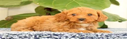 Cavapoo dogs for sale: Asher - Ad 4
