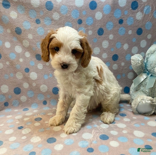 Cavapoo dogs Ernie - Ad 2