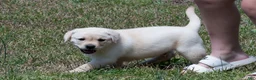 Labrador Retriever dogs for sale: Konner - Ad 4
