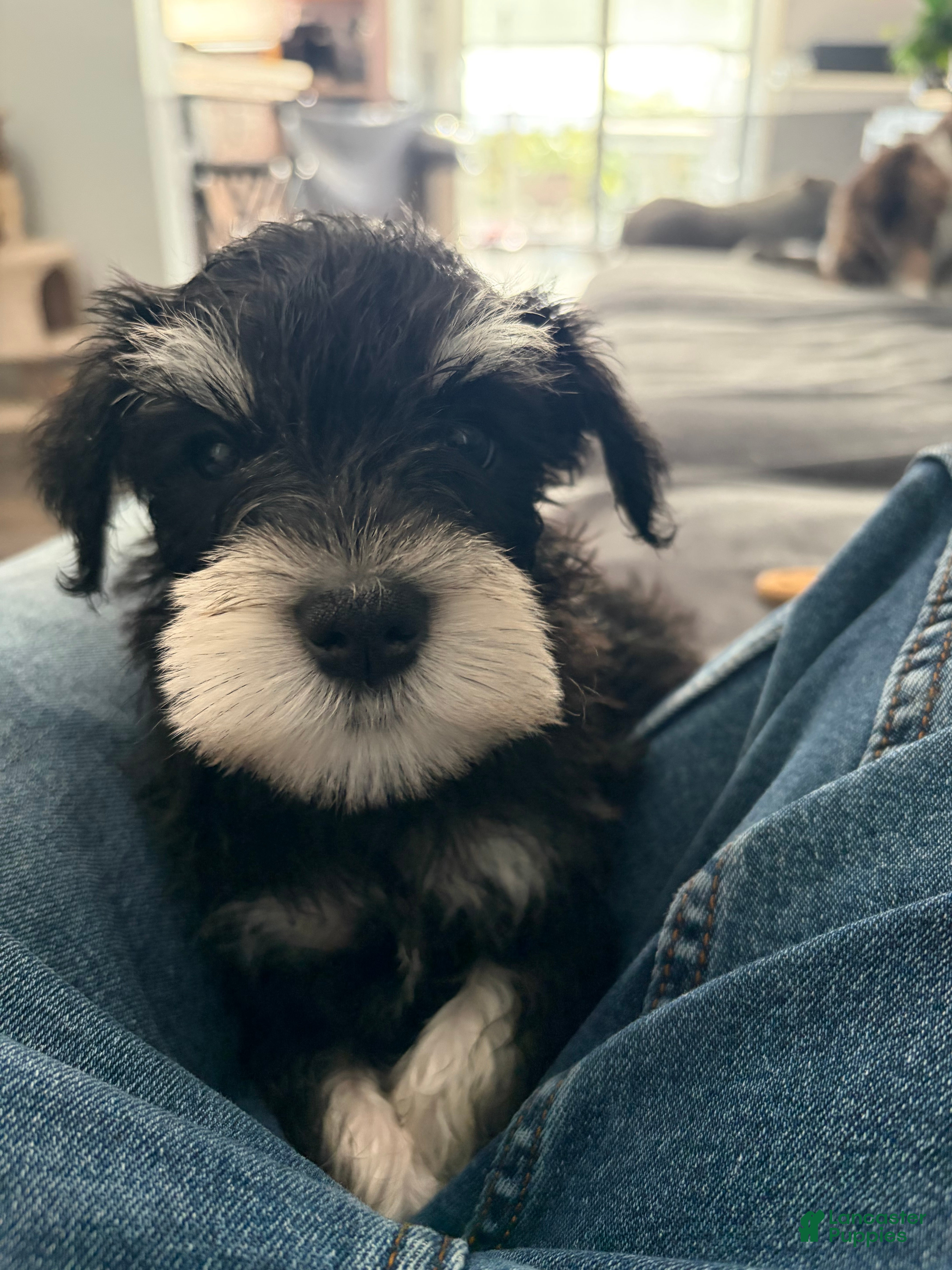 Miniature Schnauzer dogs Miniature Schnauzer 1 - Ad 2