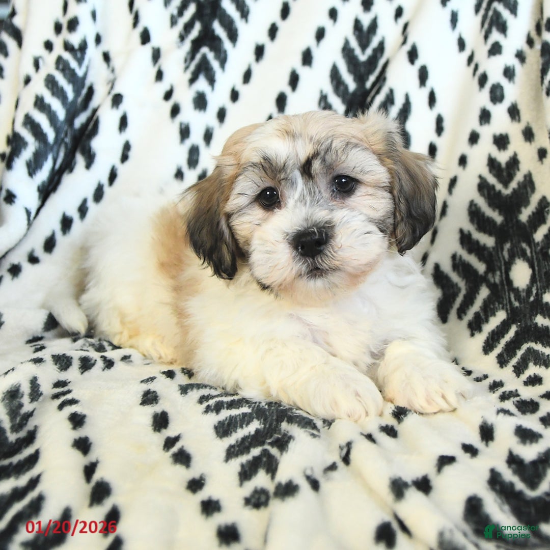 Teddy Bear dogs for sale: Rover - Ad 2