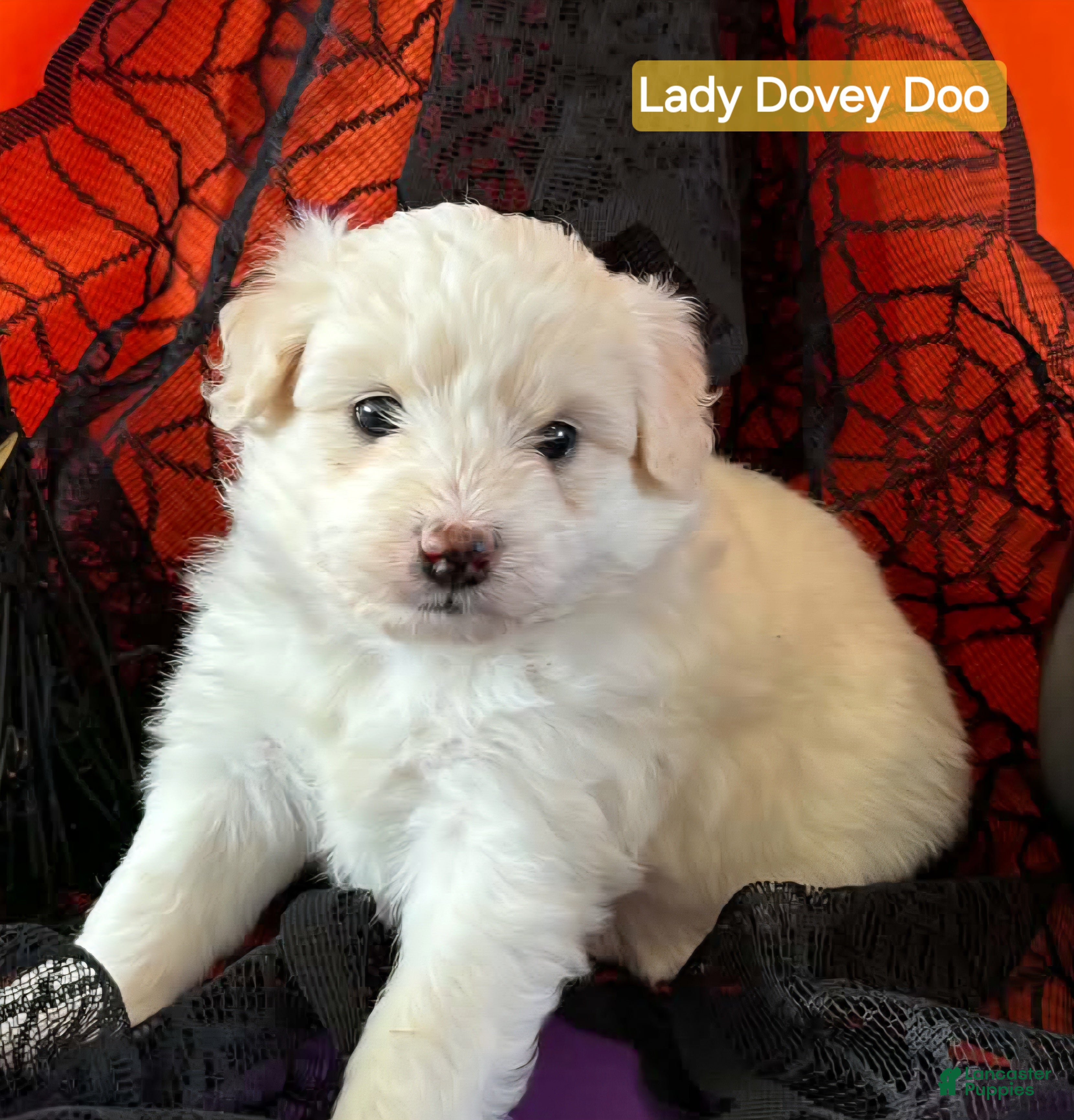 Mixed Breed dogs for sale: Samoyed - Poodle Doodle Sammypoo 4 - Ad 2