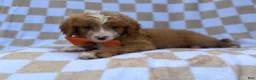 Mini Goldendoodle dogs for sale: Larry - Ad 7