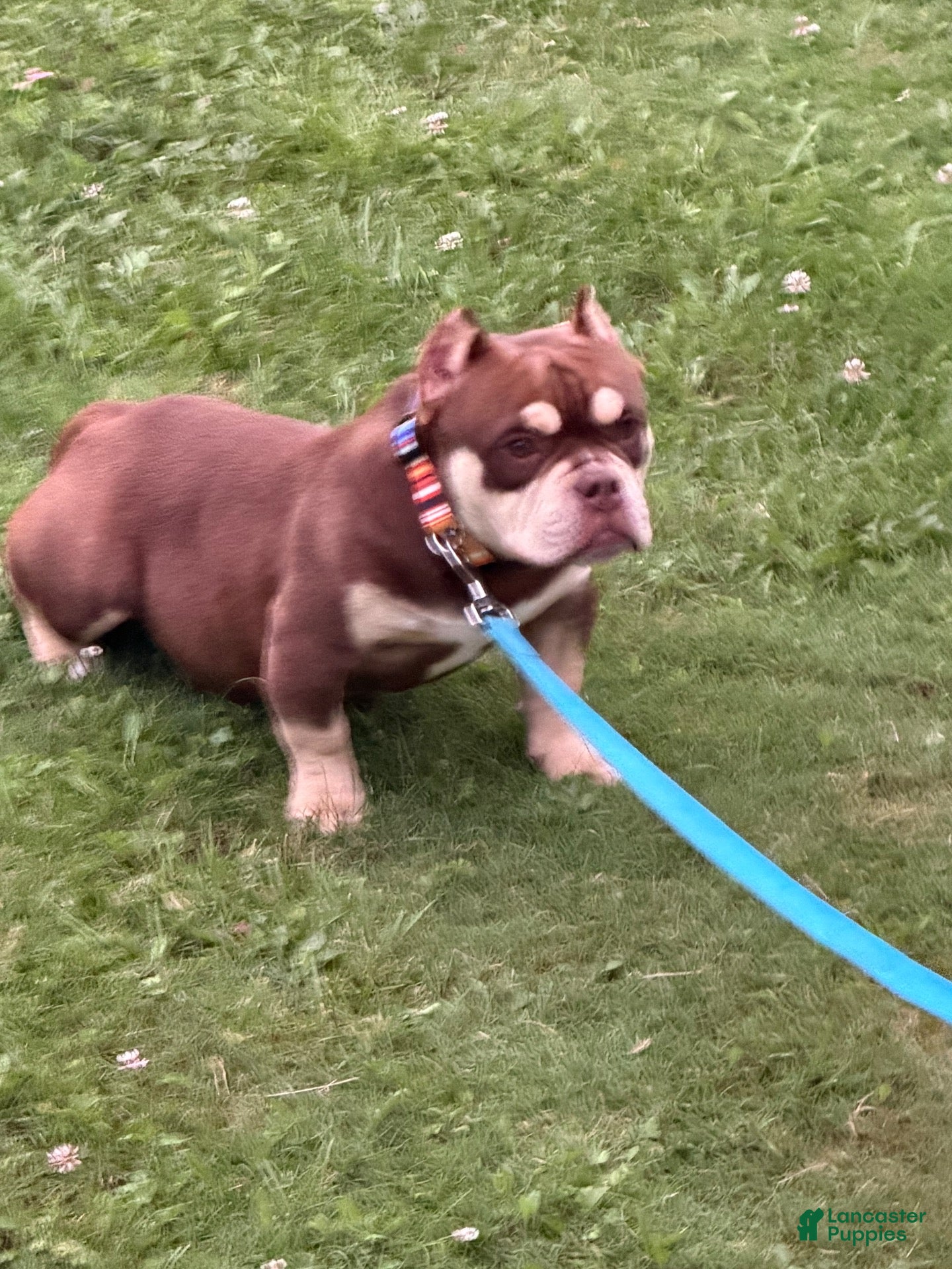 American Bully dogs for sale: American Bully 1 - Ad 33