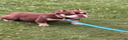 American Bully dogs for sale: American Bully 1 - Ad 1