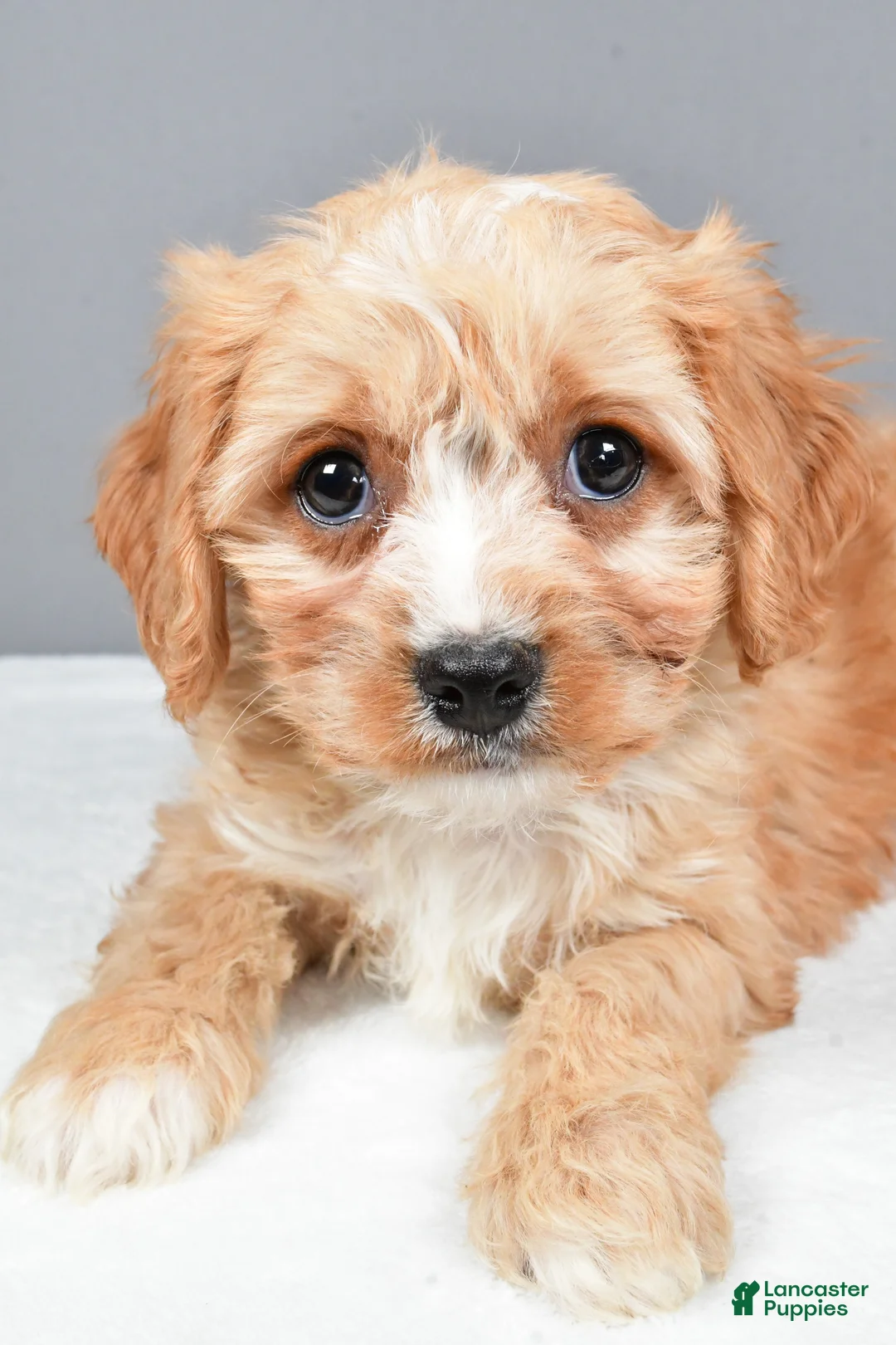 Cavachon dogs for sale: Rocky - Ad 5