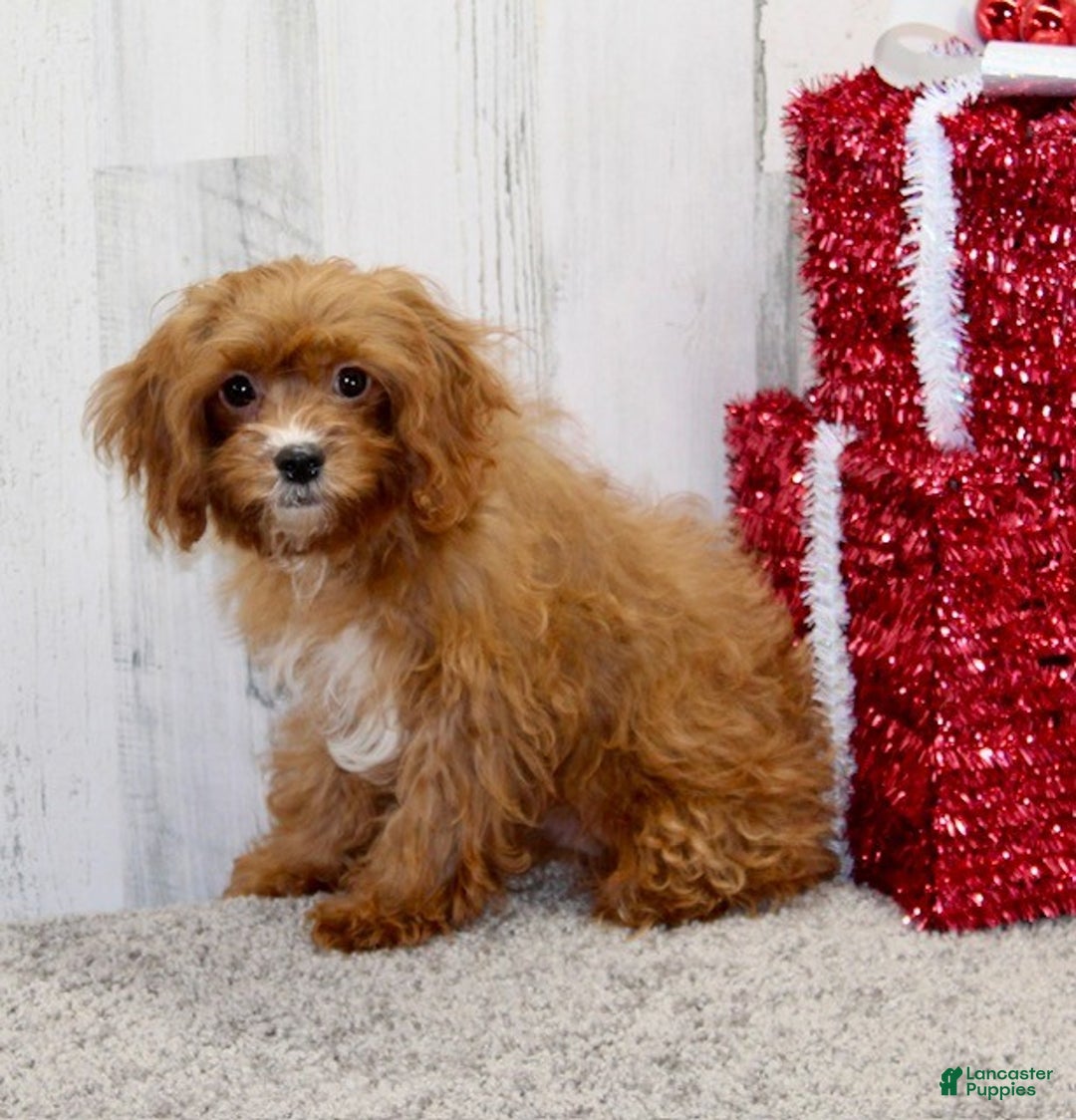 Cavapoo dogs for sale: Parker - Ad 3