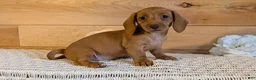 Miniature Dachshund dogs for sale: Honey - Ad 8