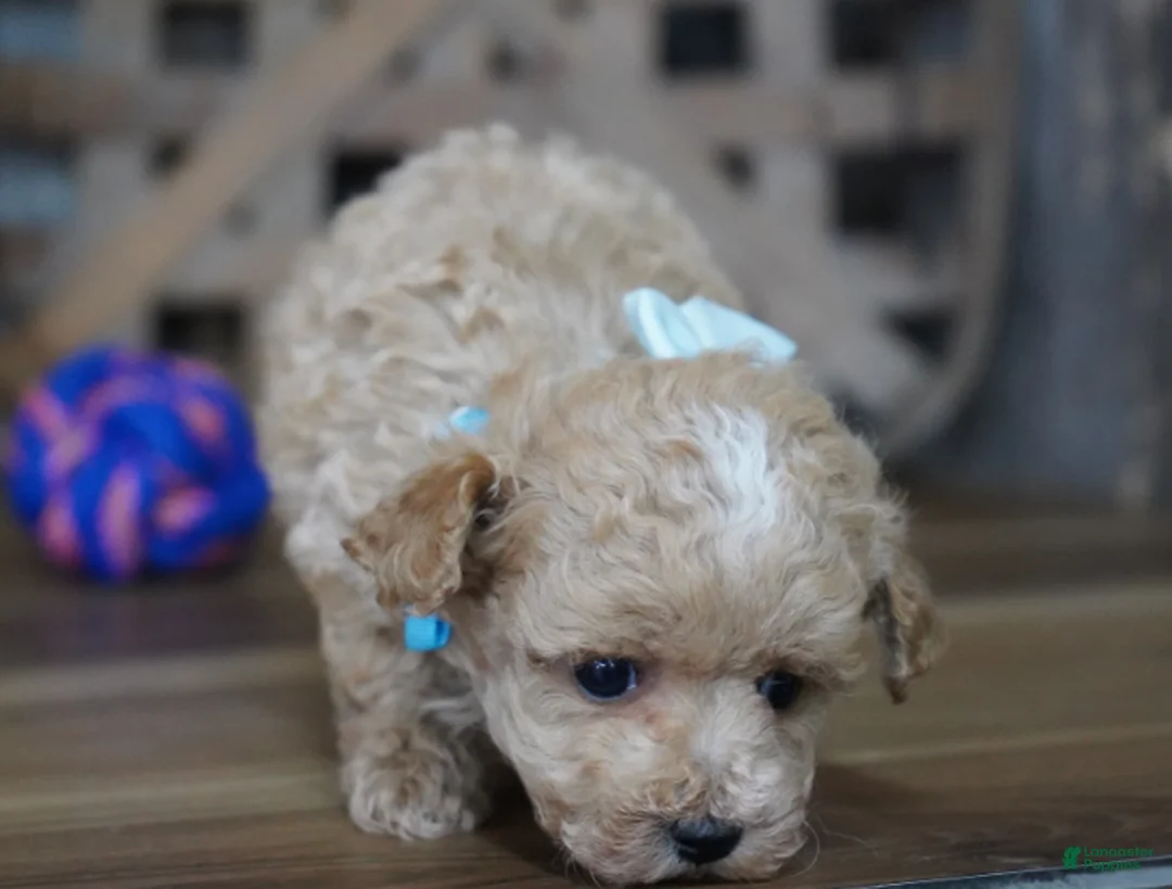 Maltipoo dogs for sale: Dake - Ad 6