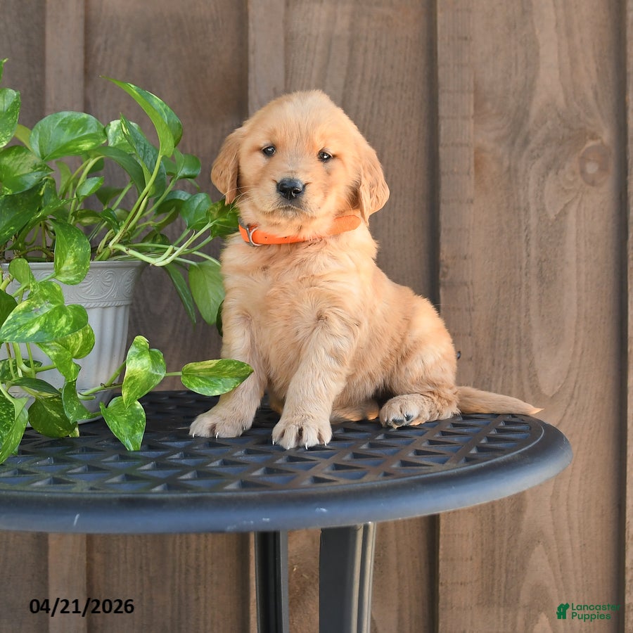 Golden Retriever dogs Robin - Ad 1