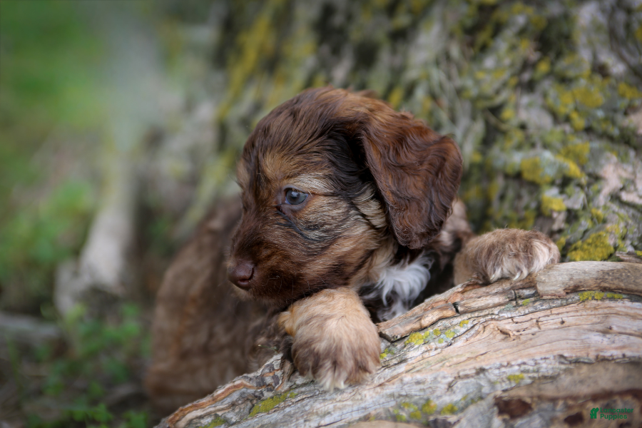 Mini Goldendoodle dogs Cadbury - Ad 8