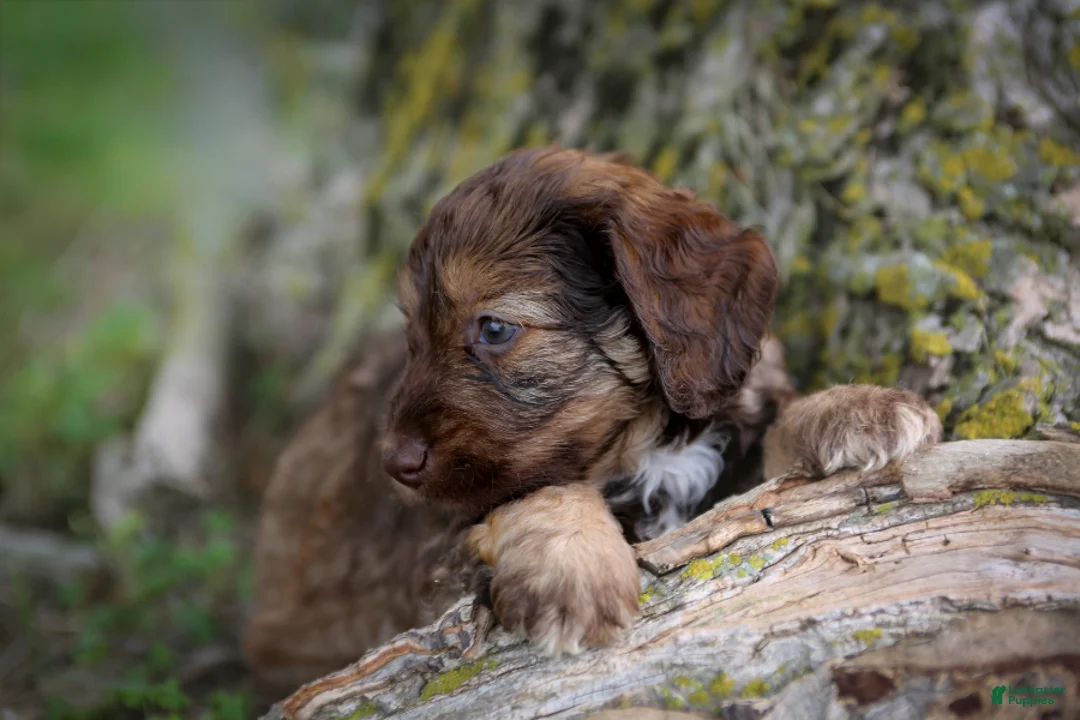 Mini Goldendoodle dogs for sale: Cadbury - Ad 1