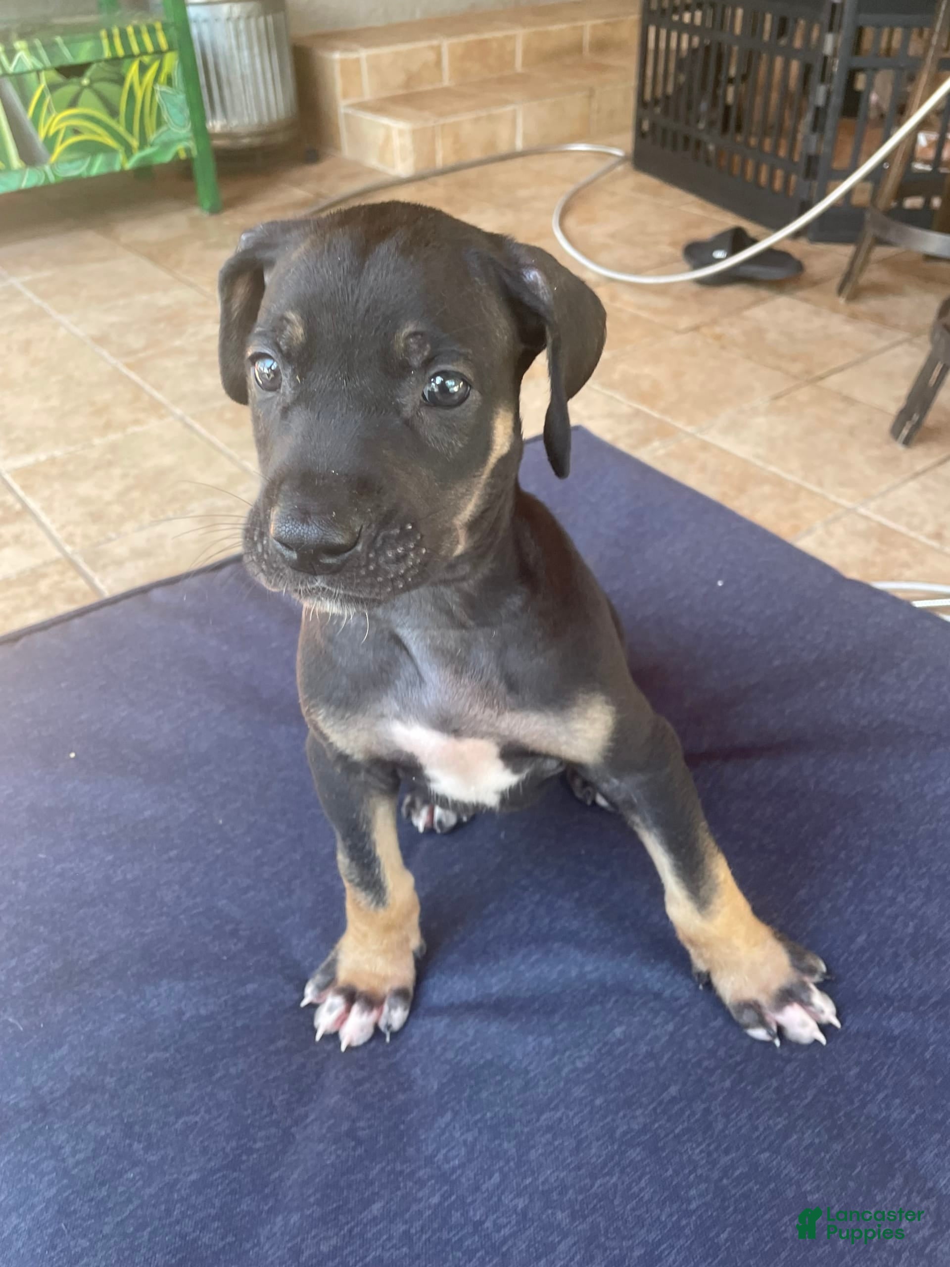 Blue Tan Point Blue Dane Puppies For Sale Tan Great Dane Puppy Outlet