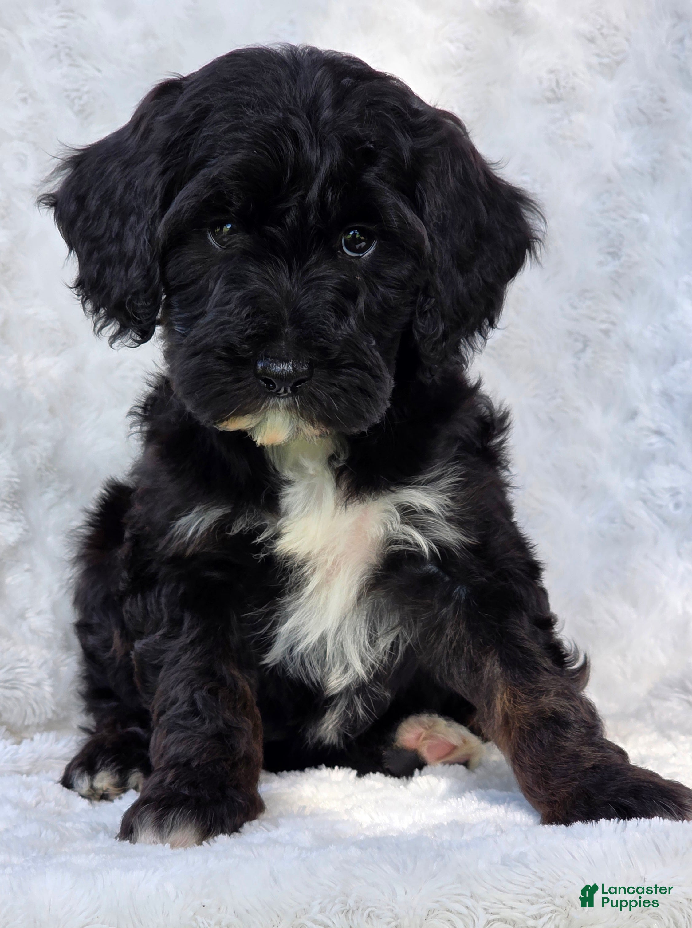 Mini Goldendoodle dogs Bailey - Ad 2