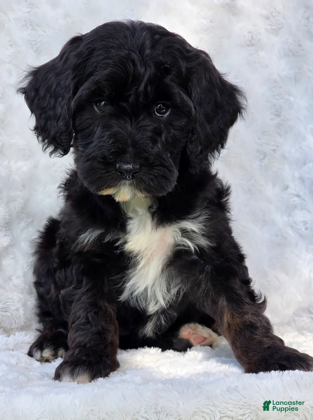 Mini Goldendoodle dogs for sale: Bailey - Ad 2