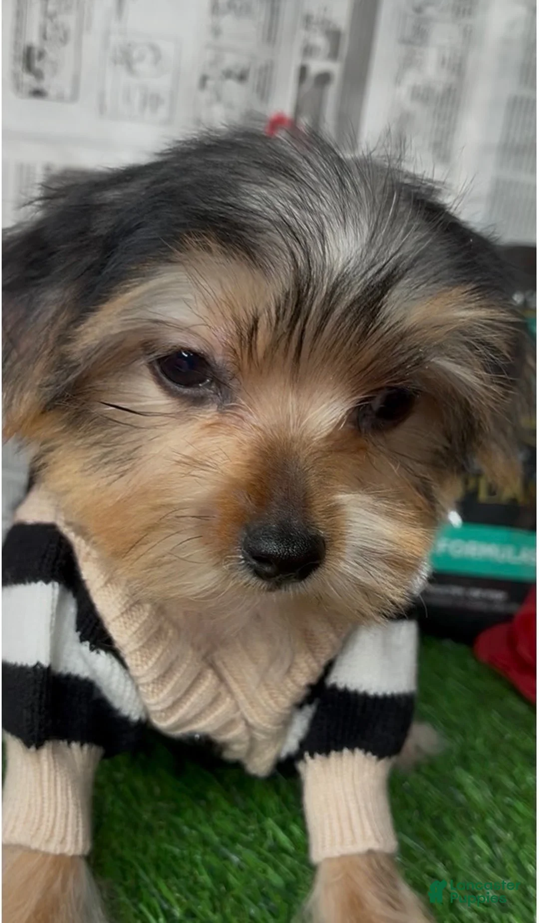 Yorkshire Terrier dogs for sale: Halo - Ad 5