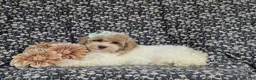 Bichpoo dogs for sale: Suzette Hypoallergenic - Ad 5