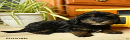 Havapoo dogs for sale: Sprinkle - Ad 15
