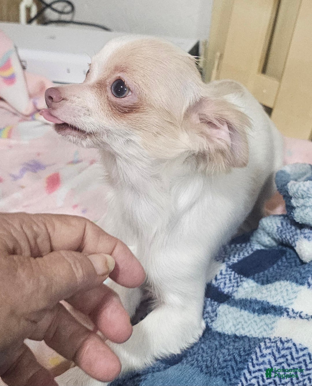 Chihuahua dogs for sale: Prissy - Ad 9