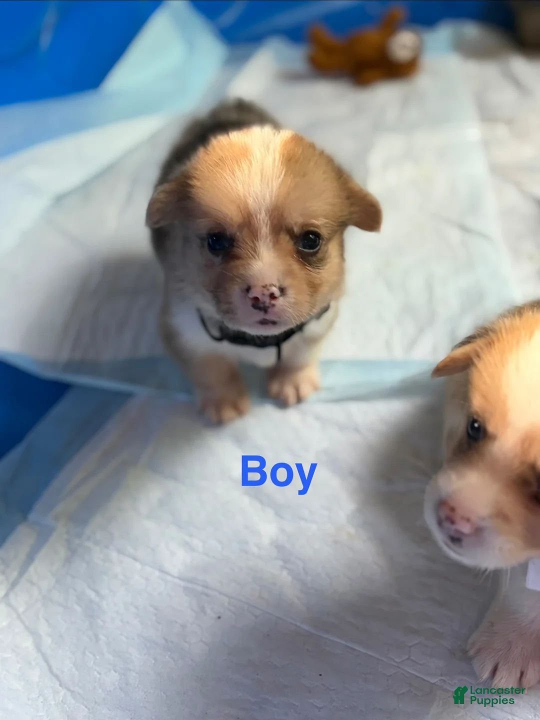 Welsh Corgi Pembroke dogs for sale: Archie - Ad 5