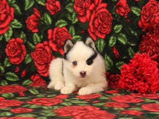 Pomsky dogs Dasiy - Ad 9