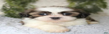 Shih Tzu 1