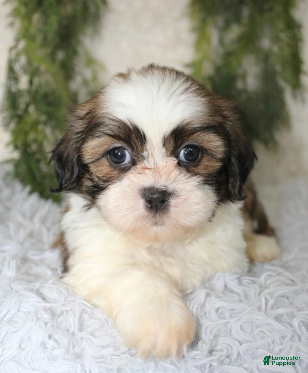 Shih Tzu dogs for sale: Shih Tzu 1 - Ad 1