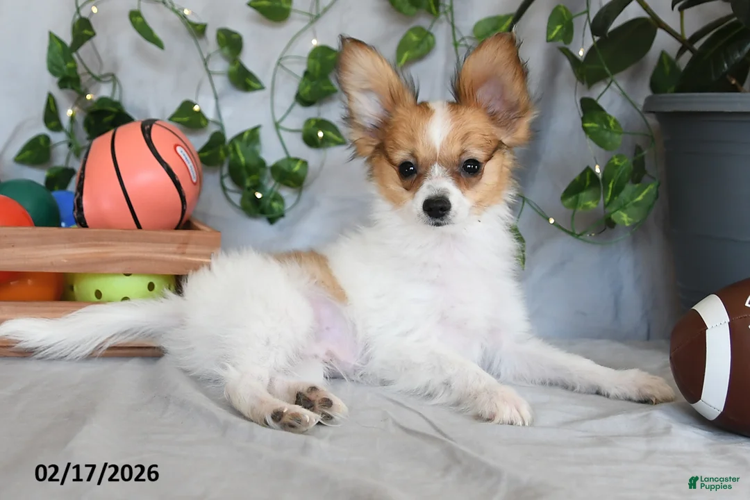 Papillon dogs for sale: Nipper - Ad 4