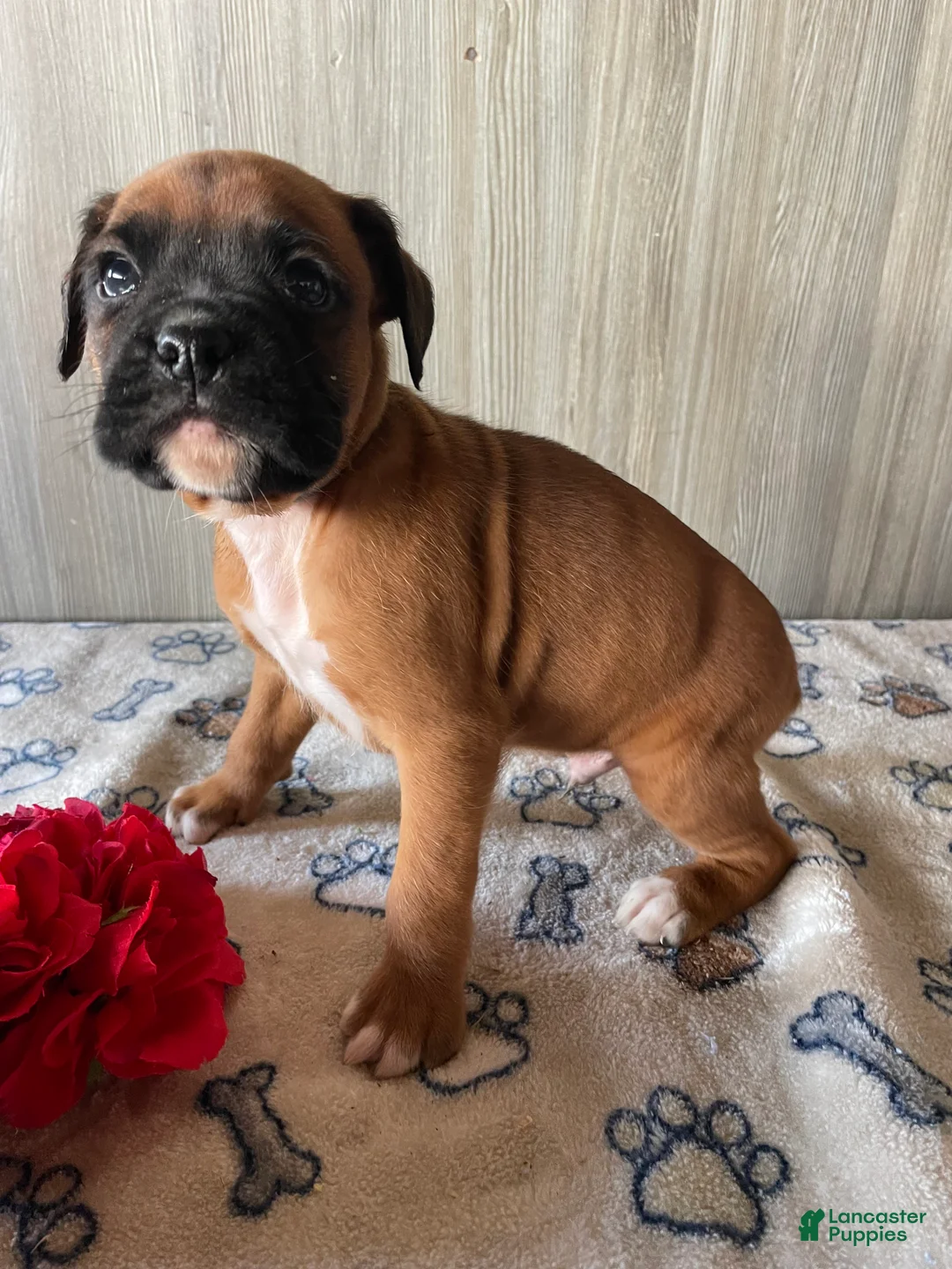Boxer dogs for sale: Blake - Ad 2