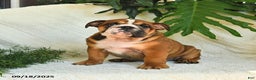 English Bulldog dogs for sale: Melody - Ad 9