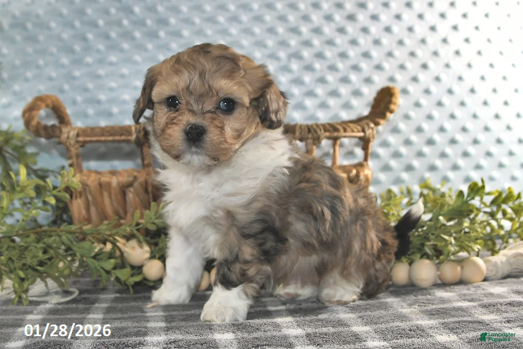 Havapoo dogs for sale: Everett - Ad 4