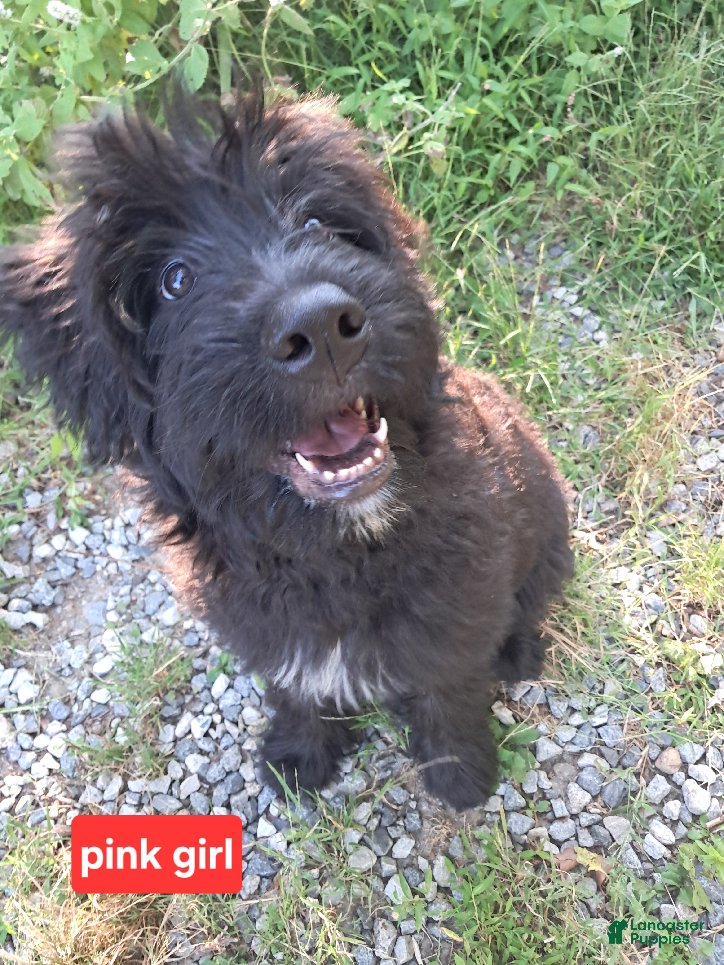 Bouvier Des Flandres dogs Bouvier Des Flandres 5 - Ad 1