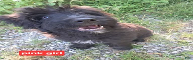 Bouvier Des Flandres 5