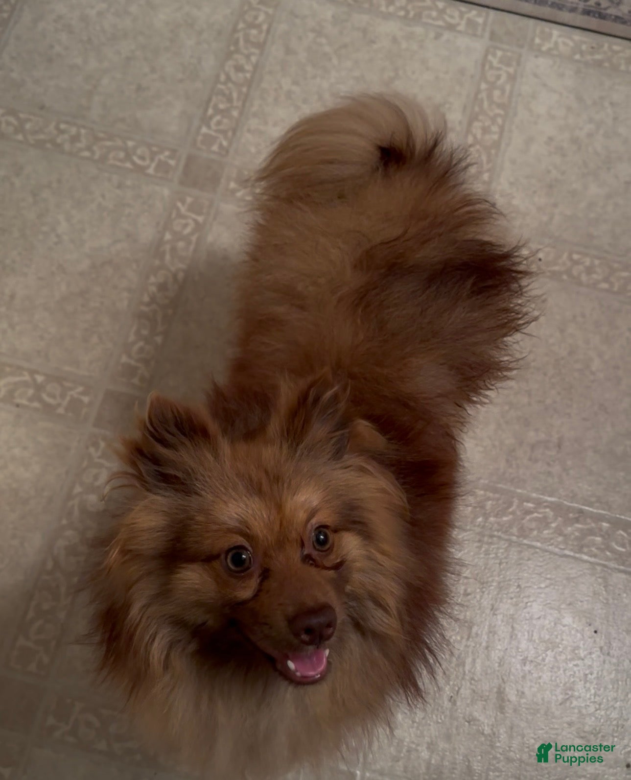 Pomeranian dogs Ocscar  - Ad 6