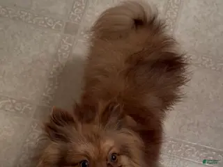 Pomeranian dogs Ocscar - Ad 6