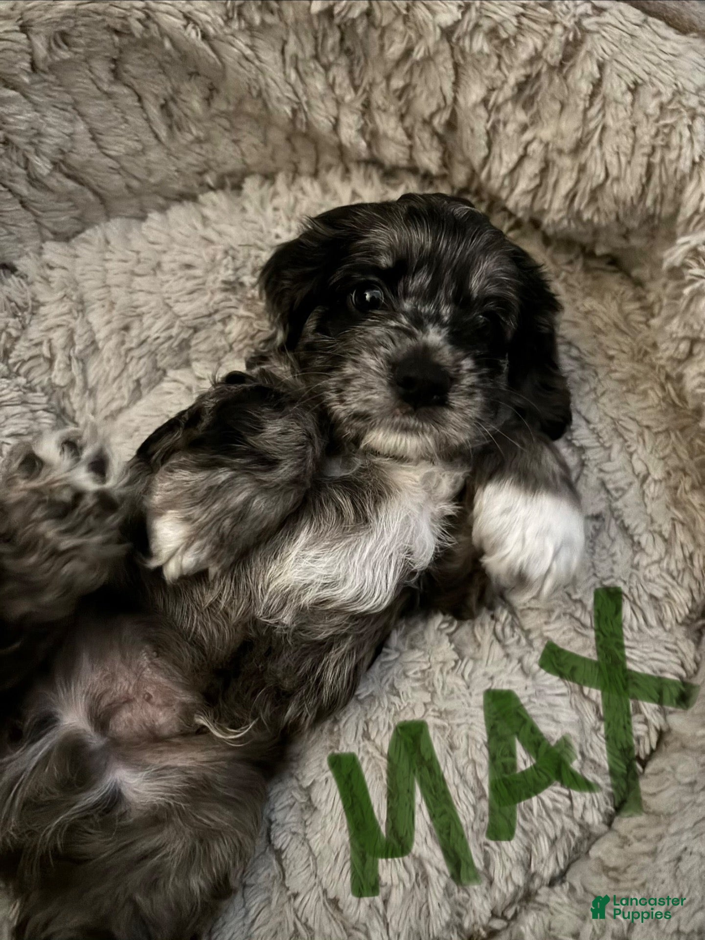 Cockapoo dogs for sale: Cockapoo 1 - Ad 29